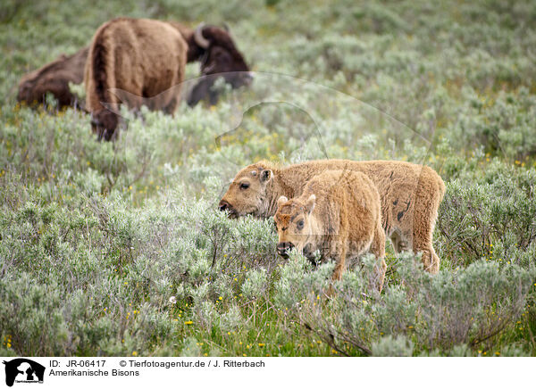 Amerikanische Bisons / american buffalos / JR-06417
