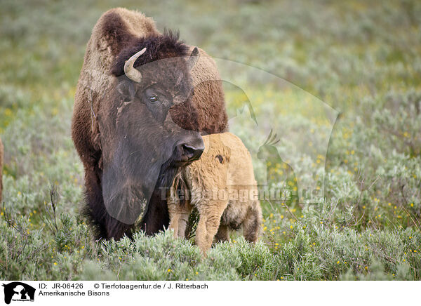 Amerikanische Bisons / american buffalos / JR-06426