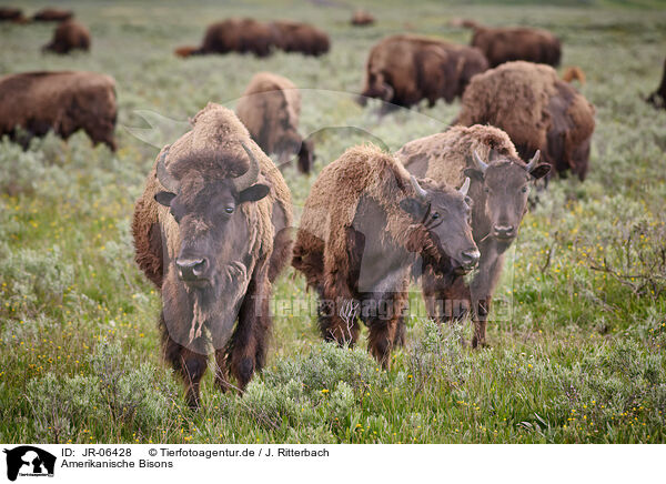 Amerikanische Bisons / american buffalos / JR-06428