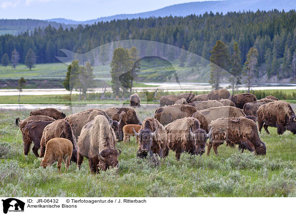 Amerikanische Bisons / american buffalos / JR-06432