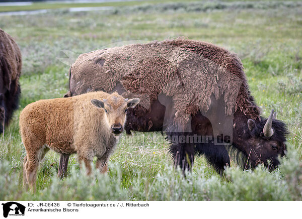 Amerikanische Bisons / american buffalos / JR-06436