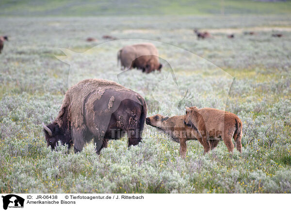 Amerikanische Bisons / american buffalos / JR-06438