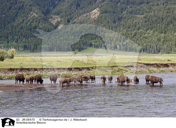Amerikanische Bisons / american buffalos / JR-06475