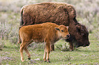 Amerikanische Bisons