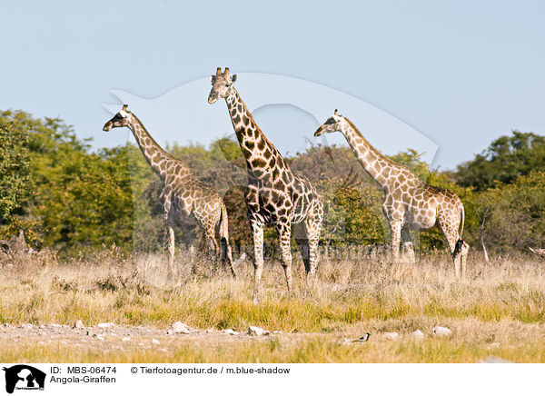 Angola-Giraffen / MBS-06474