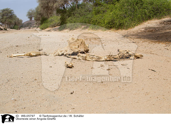 berreste einer Angola-Giraffe / dead giraffe / WS-05797
