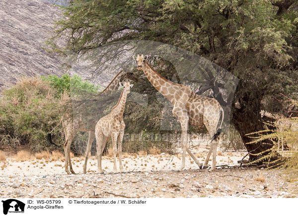Angola-Giraffen / giraffes / WS-05799