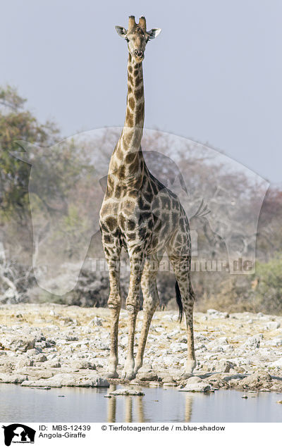 Angola-Giraffe / MBS-12439