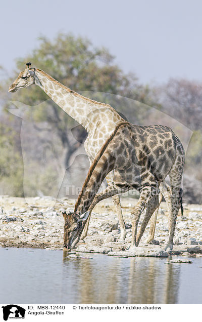 Angola-Giraffen / MBS-12440