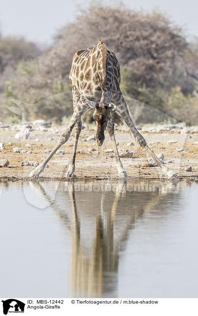 Angola-Giraffe / MBS-12442