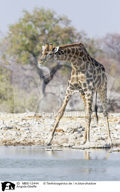 Angola-Giraffe / Angola Giraffe / MBS-12444