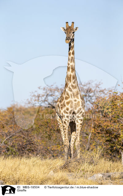 Giraffe / Giraffe / MBS-18504