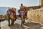 Menschen reiten auf Elefant