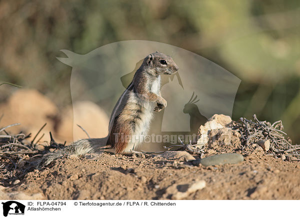 Atlashrnchen / Barbary ground squirrel / FLPA-04794