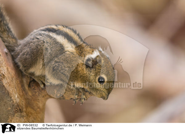 sitzendes Baumstreifenhrnchen / sitting Asiatic striped Squirrel / PW-08532