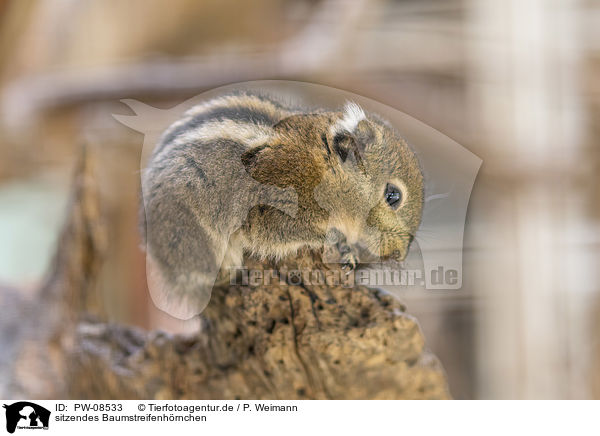 sitzendes Baumstreifenhrnchen / sitting Asiatic striped Squirrel / PW-08533