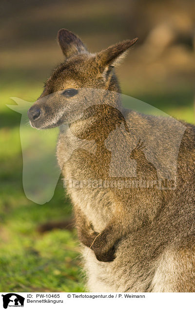 Bennettknguru / English Red-necked Wallaby / PW-10465