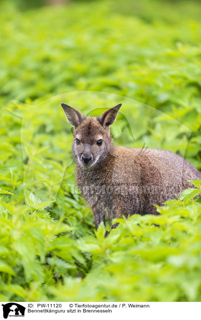 Bennettknguru sitzt in Brennesseln / Bennett kangaroo sits in nettles / PW-11120