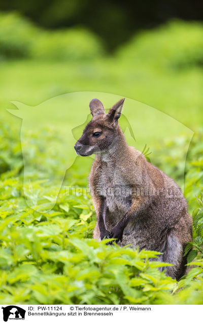 Bennettknguru sitzt in Brennesseln / Bennett kangaroo sits in nettles / PW-11124