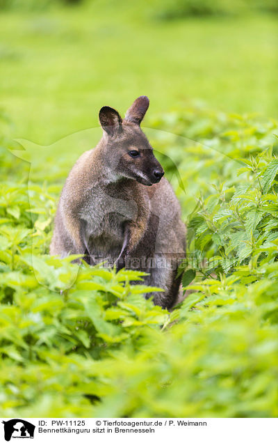 Bennettknguru sitzt in Brennesseln / Bennett kangaroo sits in nettles / PW-11125