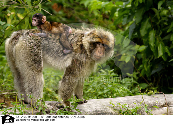 Berberaffe Mutter mit Jungem / ape mother with young ape / AVD-01398