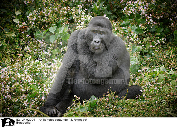 Berggorilla / mountain gorilla / JR-02904