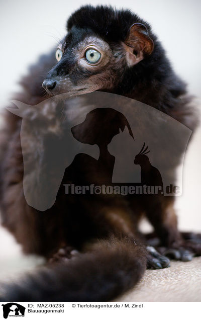 Blauaugenmaki / Sclater's lemur / MAZ-05238