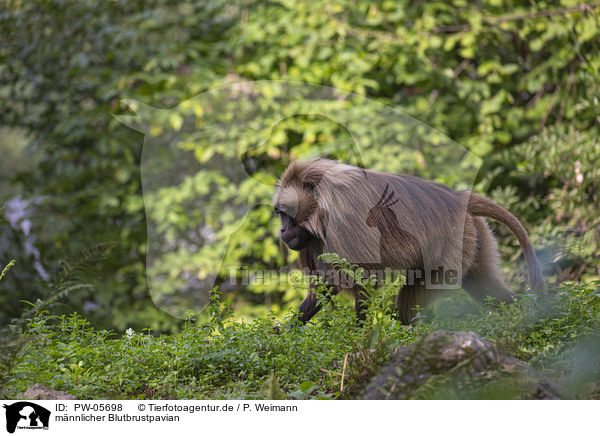 mnnlicher Blutbrustpavian / male bleeding-heart monkey / PW-05698