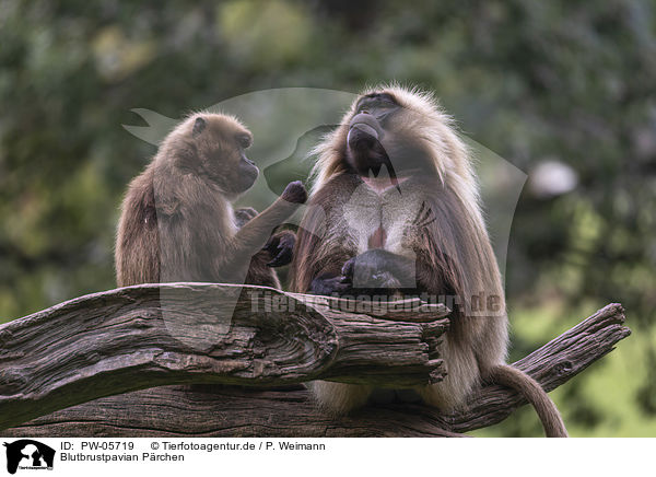 Blutbrustpavian Prchen / bleeding-heart monkey pair / PW-05719