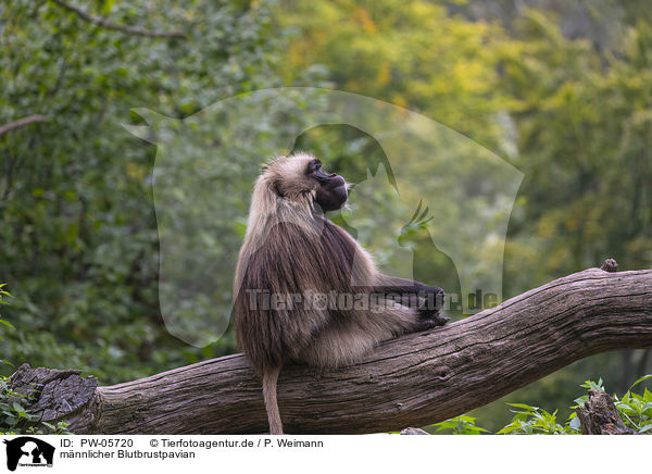 mnnlicher Blutbrustpavian / male bleeding-heart monkey / PW-05720
