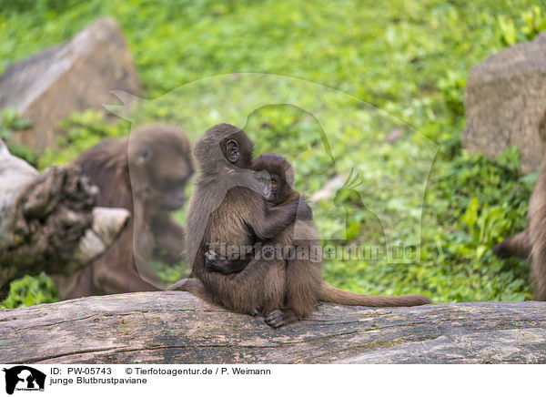 junge Blutbrustpaviane / young bleeding-heart monkeys / PW-05743