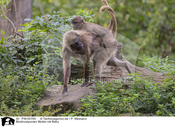 Blutbrustpavian Mutter mit Baby / bleeding-heart monkey mother with baby / PW-05765