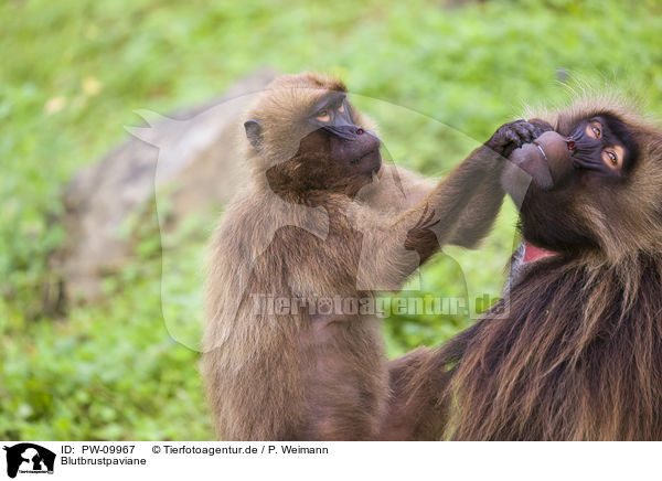 Blutbrustpaviane / gelada baboons / PW-09967
