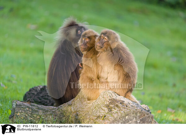Blutbrustpaviane / gelada baboons / PW-11812