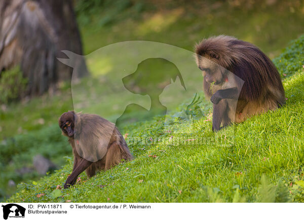 Blutbrustpaviane / gelada baboons / PW-11871