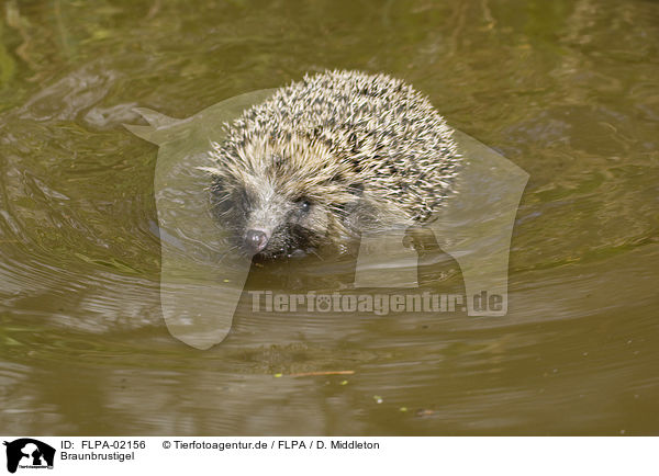 Braunbrustigel / European Hedgehog / FLPA-02156