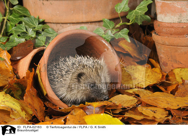 Braunbrustigel / European Hedgehog / FLPA-02163