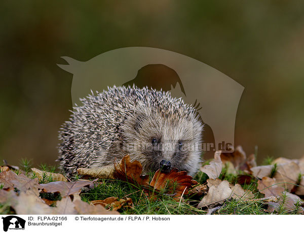Braunbrustigel / European Hedgehog / FLPA-02166