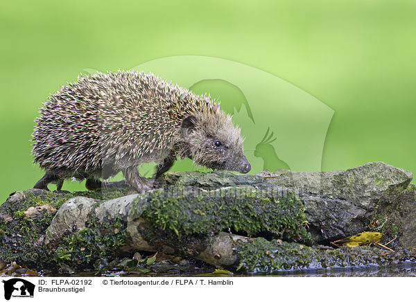 Braunbrustigel / European Hedgehog / FLPA-02192