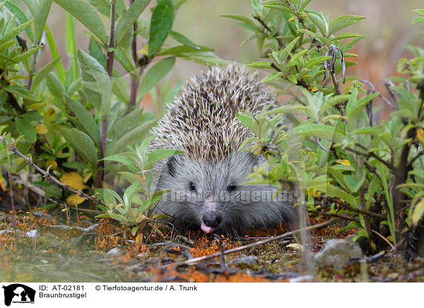 Braunbrustigel / European hedgehog / AT-02181