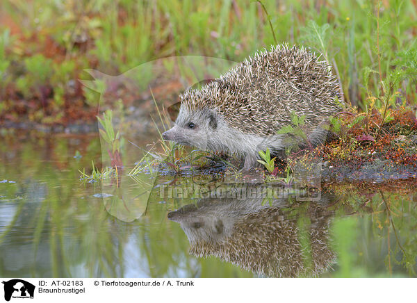 Braunbrustigel / European hedgehog / AT-02183