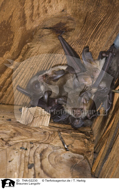 Braunes Langohr / common long-eared bat / THA-02230