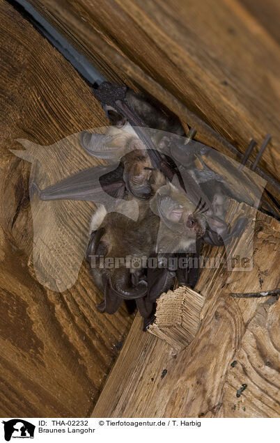 Braunes Langohr / common long-eared bat / THA-02232