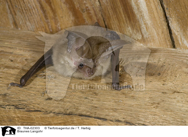 Braunes Langohr / common long-eared bat / THA-02303