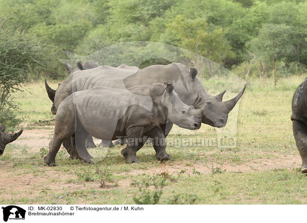 Breitmaulnashrner / white rhinoceroses / MK-02830