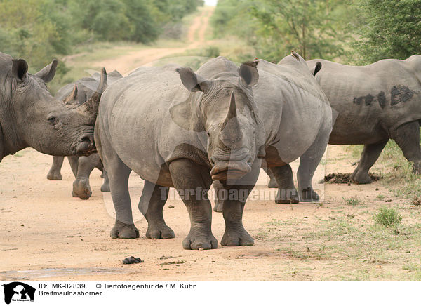 Breitmaulnashrner / white rhinoceroses / MK-02839