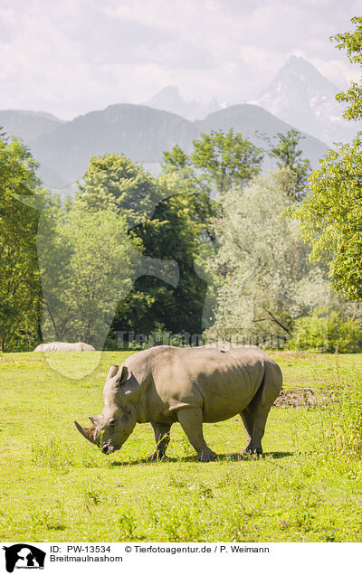 Breitmaulnashorn / white rhino / PW-13534