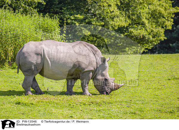 Breitmaulnashorn / white rhino / PW-13546