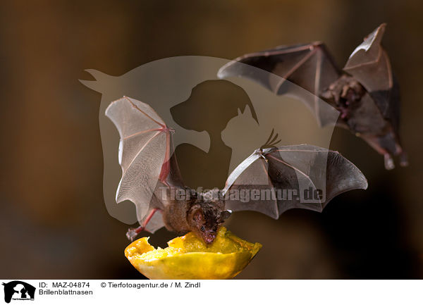 Brillenblattnasen / short-tailed fruit bats / MAZ-04874