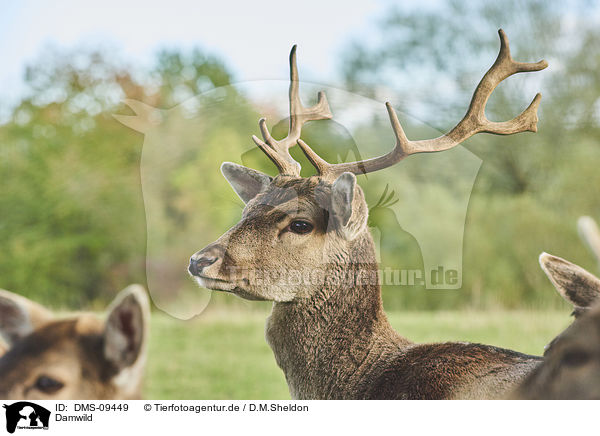 Damwild / fallow deer / DMS-09449